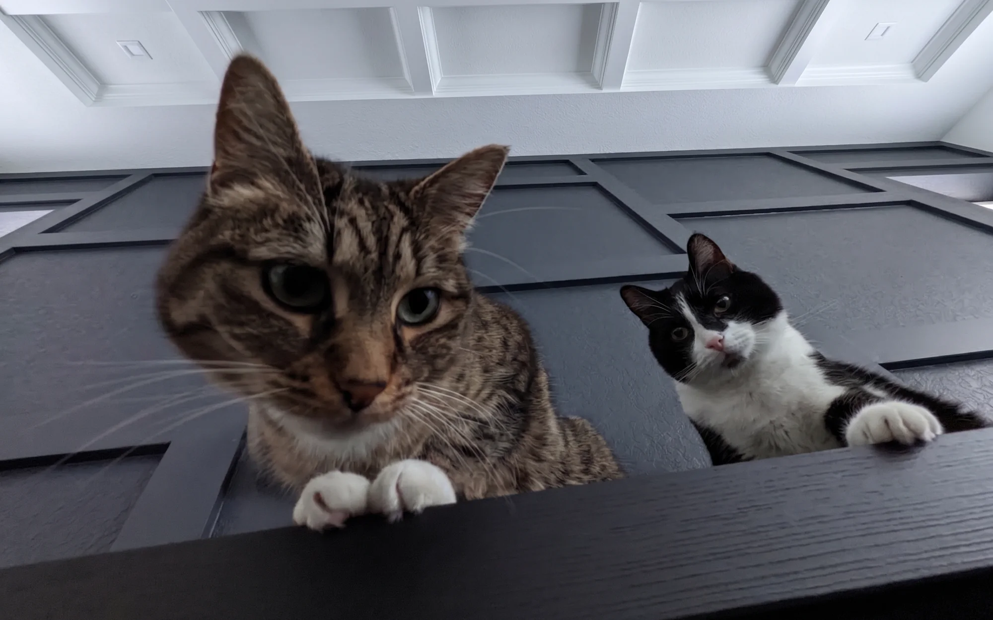 Korben and Reggie, the couple's two cats, peering over a dark wood beam