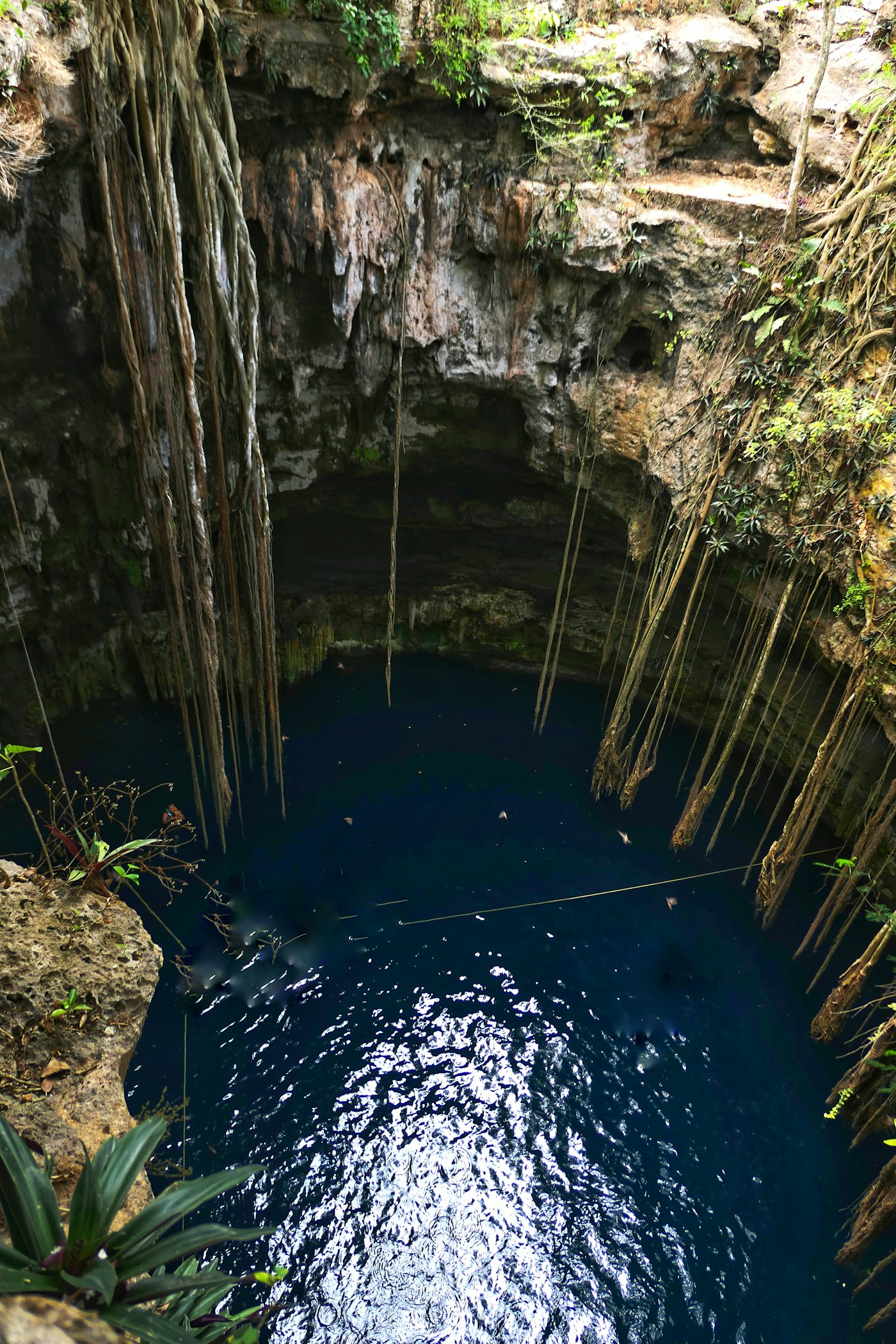 A cenote, a natural swimming hole in the jungle