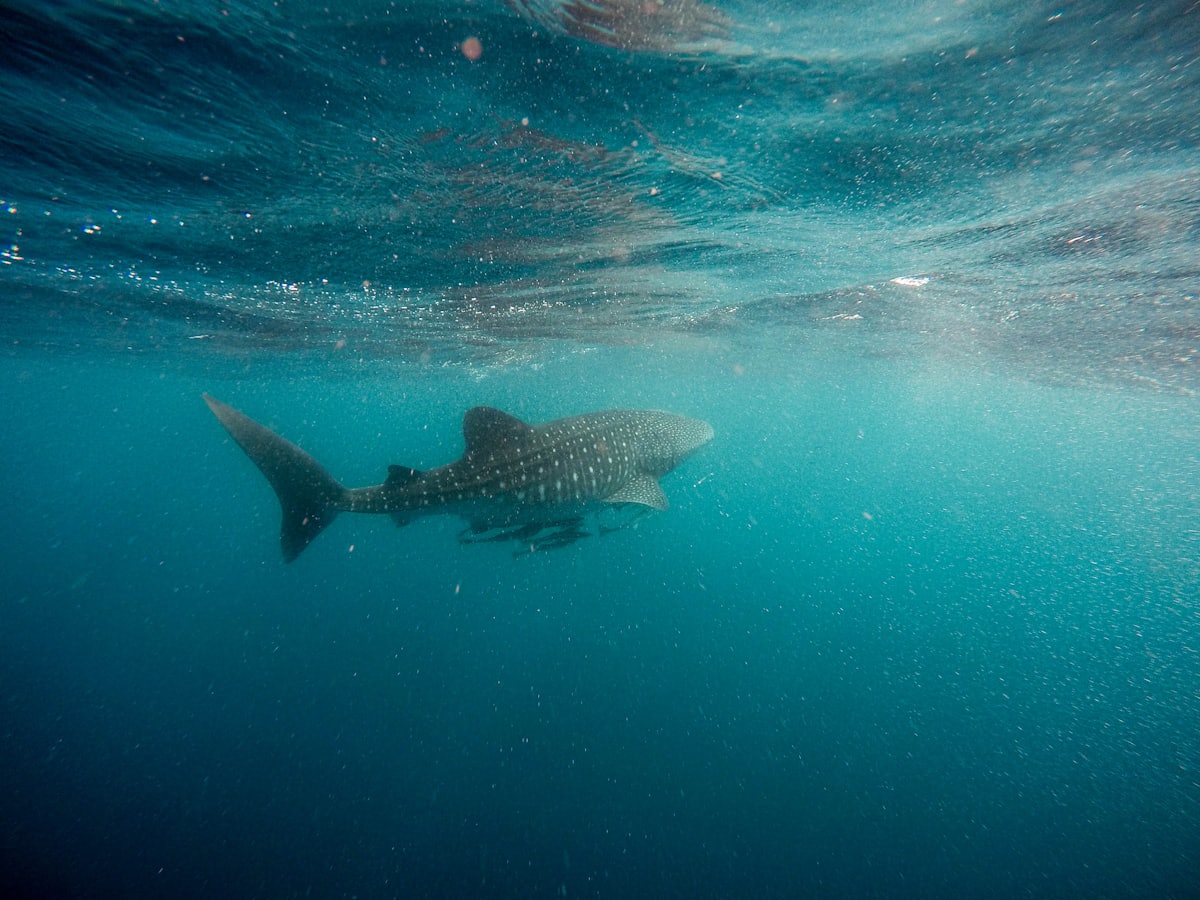 Swimmers snorkeling near a whale shark in bright blue water
